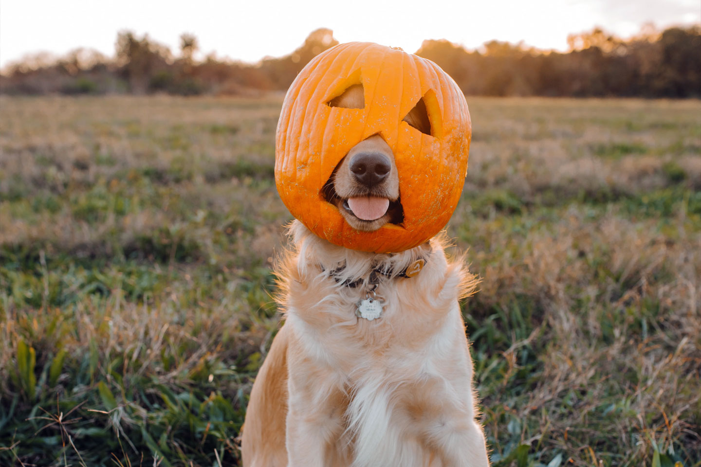 Dog wearing a pumpkin head