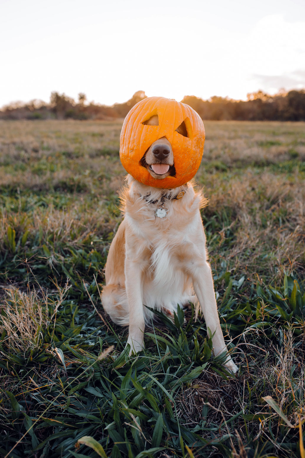 Dog wearing a pumpkin head